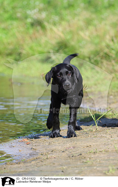 Labrador Retriever Welpe / Labrador Retriever Puppy / CR-01922