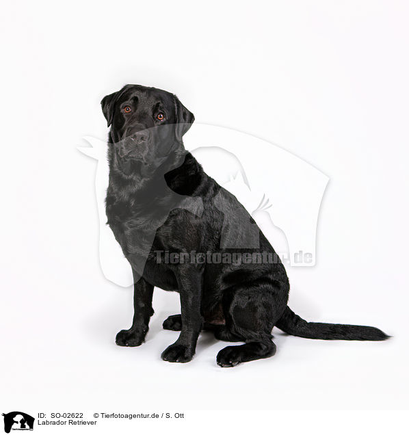 Labrador Retriever / Labrador Retriever / SO-02622