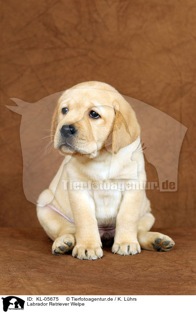 Labrador Retriever Welpe / Labrador Retriever Puppy / KL-05675