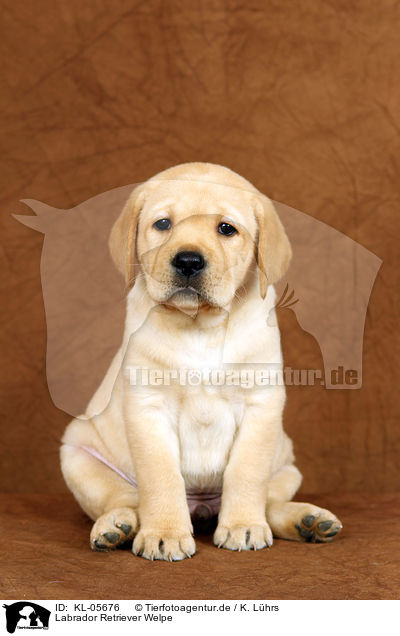 Labrador Retriever Welpe / KL-05676