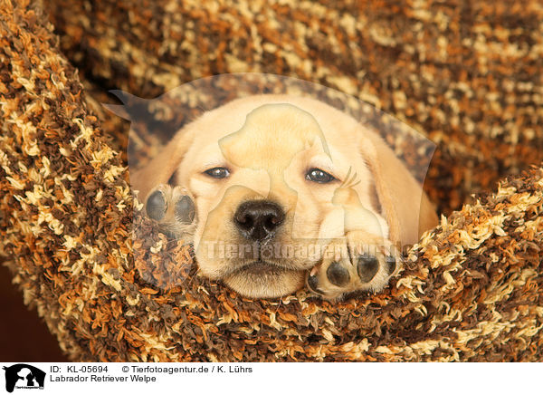 Labrador Retriever Welpe / Labrador Retriever Puppy / KL-05694