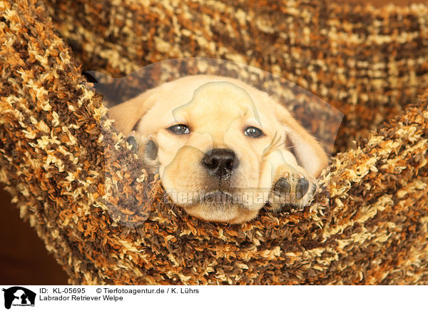 Labrador Retriever Welpe / KL-05695