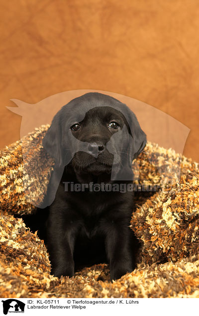 Labrador Retriever Welpe / KL-05711