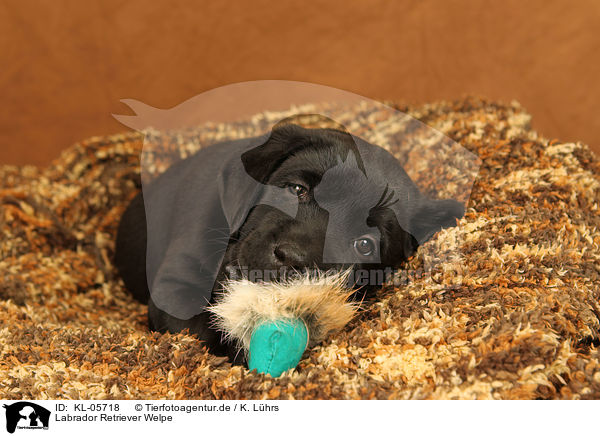 Labrador Retriever Welpe / KL-05718