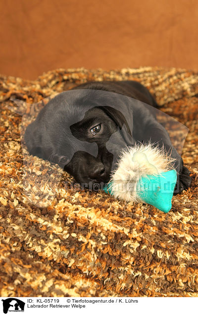 Labrador Retriever Welpe / Labrador Retriever Puppy / KL-05719