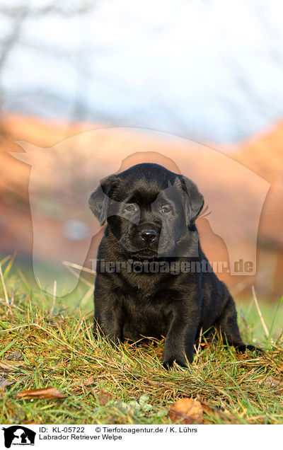 Labrador Retriever Welpe / KL-05722