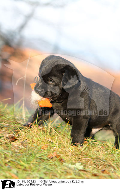 Labrador Retriever Welpe / KL-05723