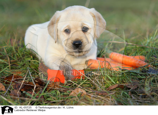 Labrador Retriever Welpe / Labrador Retriever Puppy / KL-05725