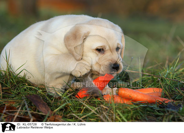 Labrador Retriever Welpe / Labrador Retriever Puppy / KL-05728