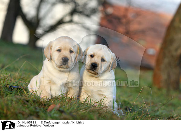 Labrador Retriever Welpen / Labrador Retriever Puppies / KL-05731