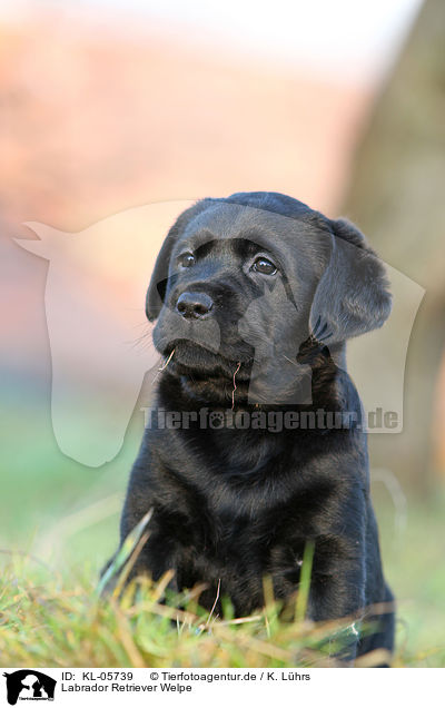 Labrador Retriever Welpe / KL-05739