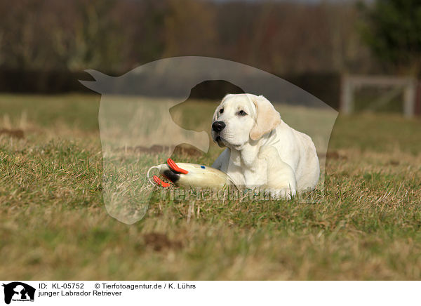junger Labrador Retriever / young Labrador Retriever / KL-05752