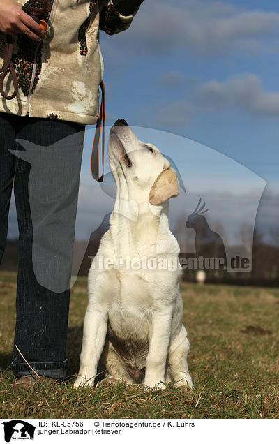 junger Labrador Retriever / KL-05756