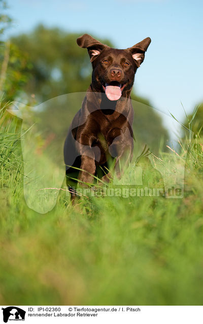 rennender Labrador Retriever / running Labrador Retriever / IPI-02360