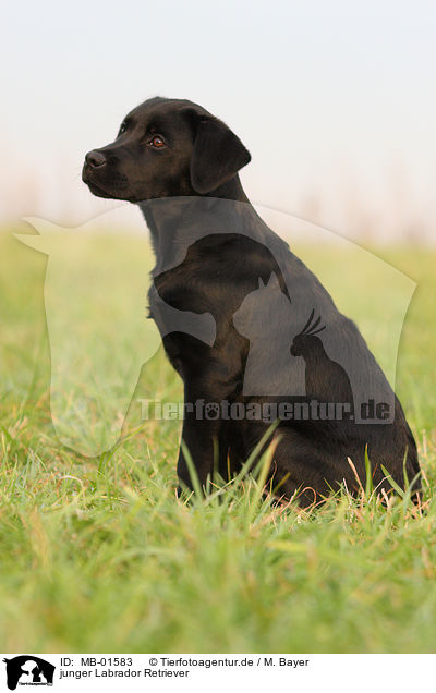 junger Labrador Retriever / young Labrador Retriever / MB-01583