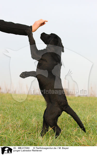 junger Labrador Retriever / MB-01584