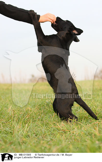 junger Labrador Retriever / MB-01585