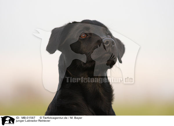junger Labrador Retriever / young Labrador Retriever / MB-01587