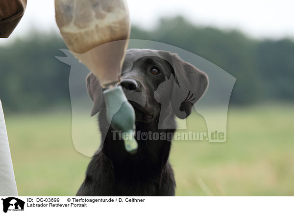 Labrador Retriever Portrait / DG-03699