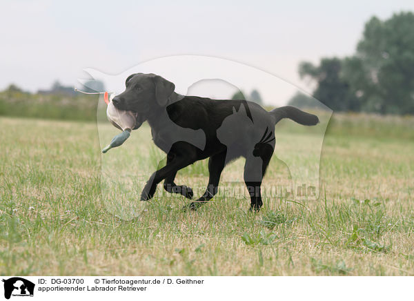 apportierender Labrador Retriever / retrieving Labrador Retriever / DG-03700