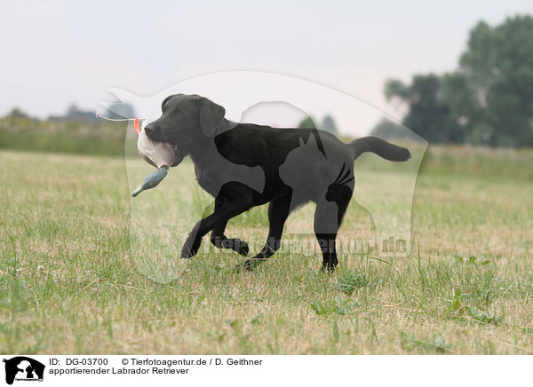 apportierender Labrador Retriever / DG-03700