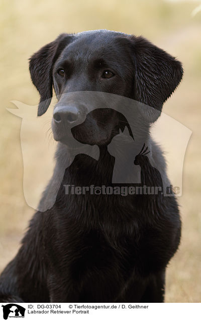 Labrador Retriever Portrait / DG-03704