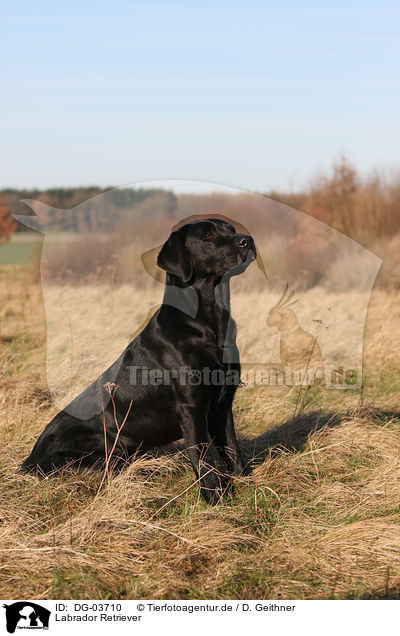 Labrador Retriever / DG-03710