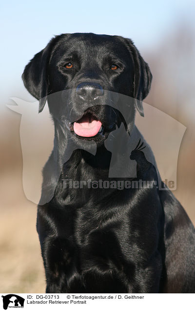 Labrador Retriever Portrait / DG-03713
