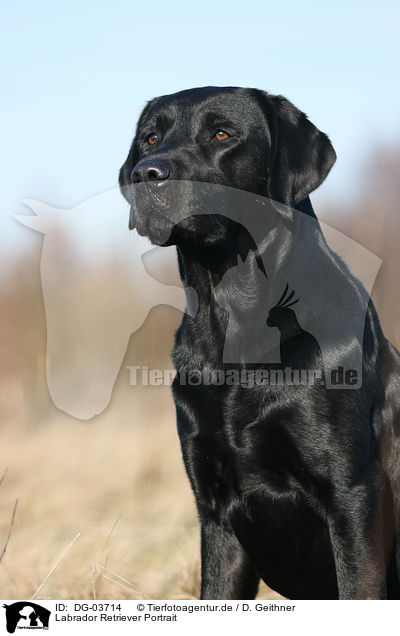 Labrador Retriever Portrait / DG-03714