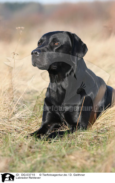 Labrador Retriever / DG-03715