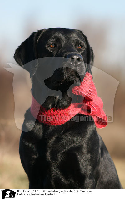 Labrador Retriever Portrait / DG-03717