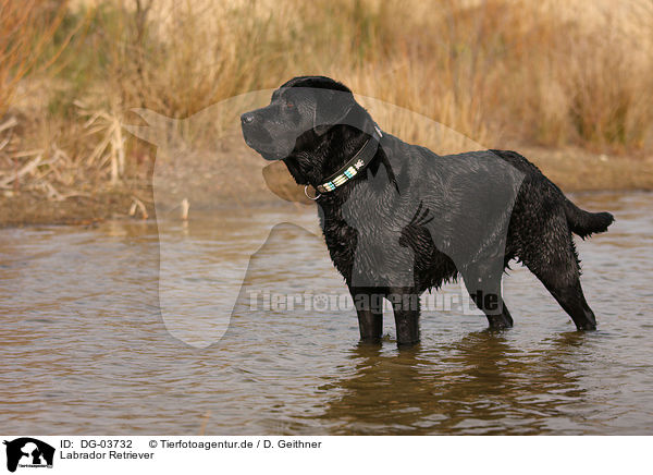 Labrador Retriever / DG-03732