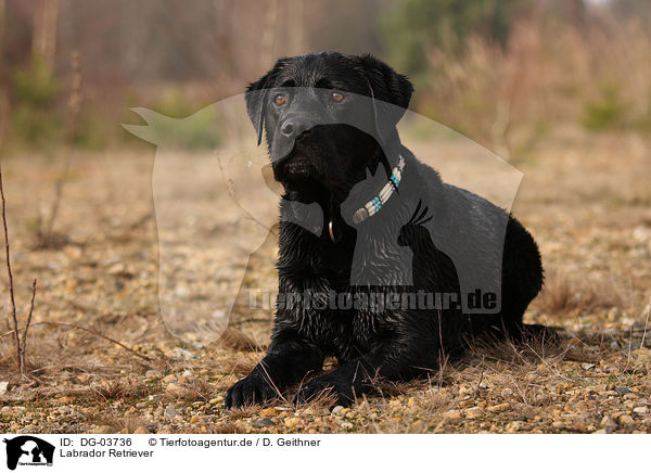 Labrador Retriever / DG-03736