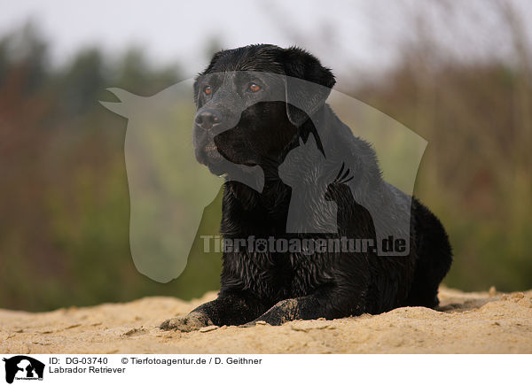 Labrador Retriever / DG-03740