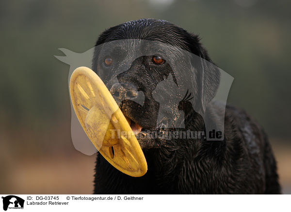 Labrador Retriever / DG-03745