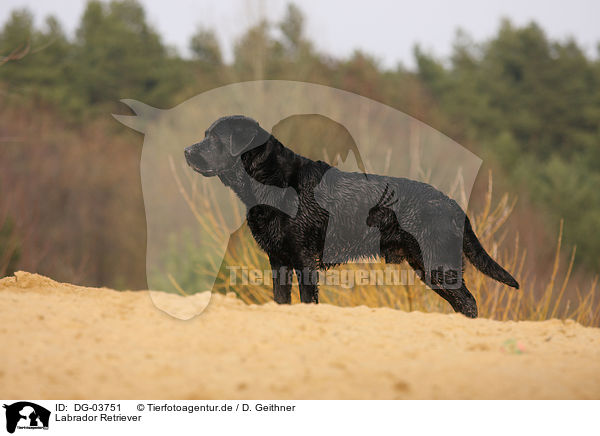 Labrador Retriever / DG-03751