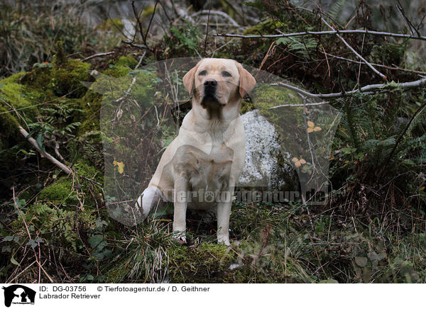 Labrador Retriever / Labrador Retriever / DG-03756