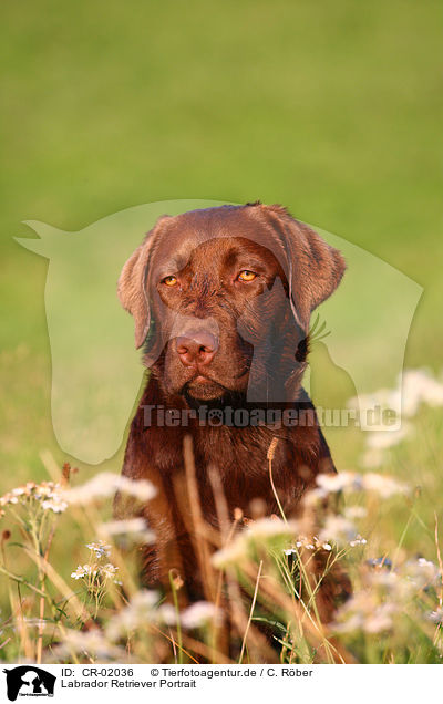 Labrador Retriever Portrait / CR-02036