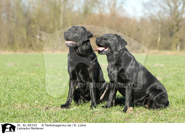 Labrador Retriever / Labrador Retrievers / KL-06103