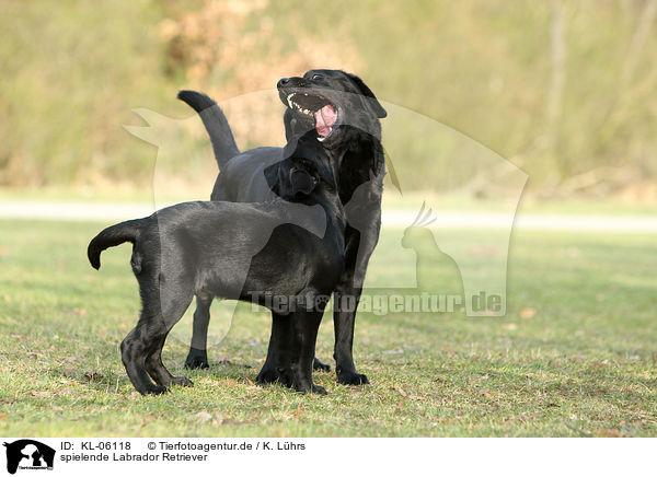spielende Labrador Retriever / KL-06118