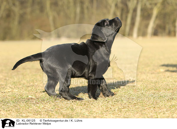Labrador Retriever Welpe / KL-06125