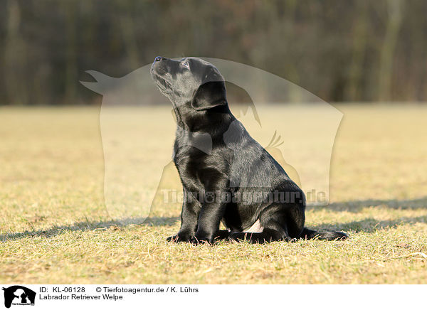 Labrador Retriever Welpe / Labrador Retriever Puppy / KL-06128