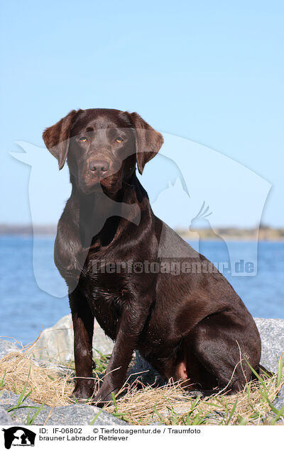 brauner Labrador Retriever / brown Labrador Retriever / IF-06802