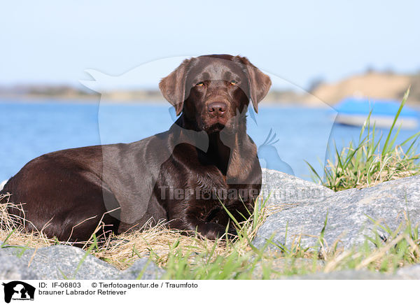brauner Labrador Retriever / brown Labrador Retriever / IF-06803