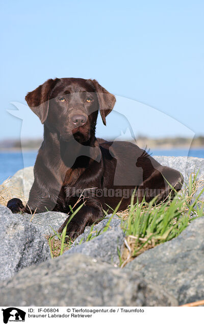 brauner Labrador Retriever / brown Labrador Retriever / IF-06804