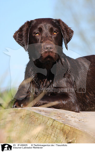 brauner Labrador Retriever / brown Labrador Retriever / IF-06805