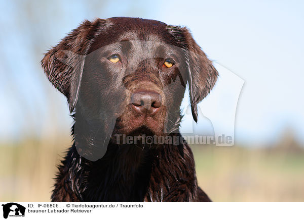 brauner Labrador Retriever / brown Labrador Retriever / IF-06806