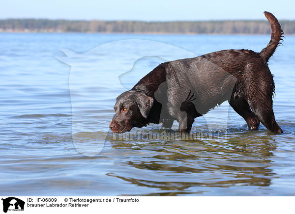brauner Labrador Retriever / brown Labrador Retriever / IF-06809