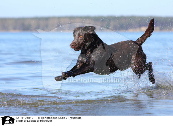 brauner Labrador Retriever / brown Labrador Retriever / IF-06810