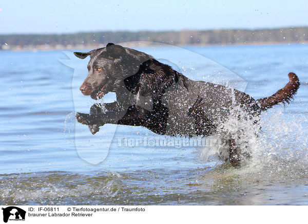 brauner Labrador Retriever / brown Labrador Retriever / IF-06811